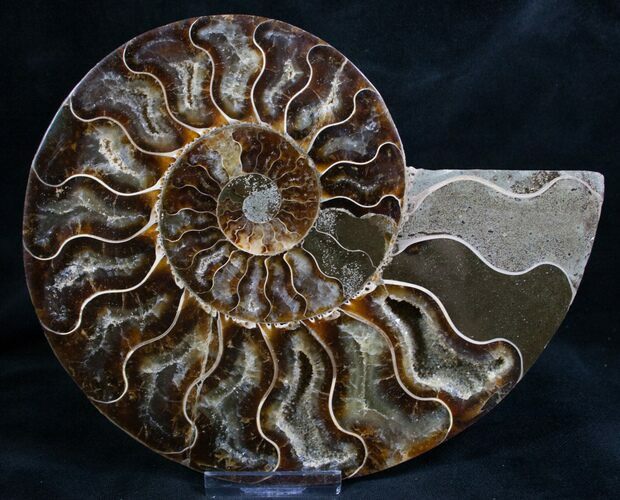 Split Ammonite Fossil (Half) - Agatized #7973